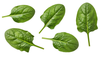 Isolated fresh green spinach leaves offer versatility in showcasing natural food concepts and healthy lifestyle choices