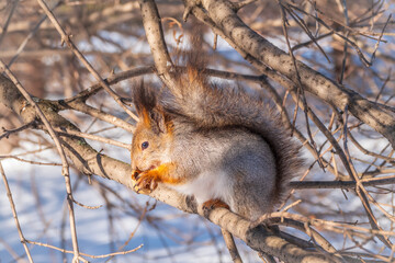 Fototapeta premium The squirrel with nut sits on tree in the winter or late autumn