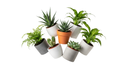 Assortment of indoor houseplants in contemporary planters, radiating against pure white background, offering tranquil botanical vibe