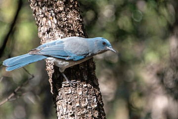 Mexican Jay (Aphelocoma wollweberi) on juniper tree