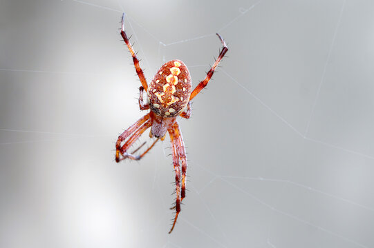 Western Spotted Orbweaver (Neoscona oaxacensis)