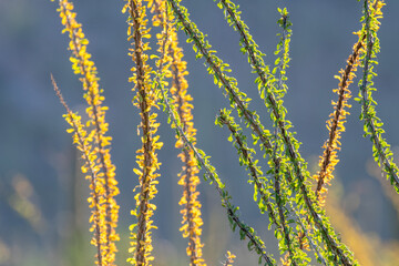 Ocotillo cactus leaves backlit against the sun and mountains