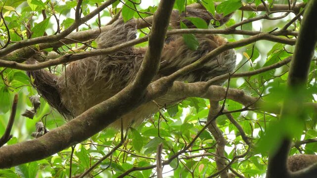 Close-up view of a Sloth hanging upside down on tree branches and green leaves in a lush tropical rain forest. Calm wildlife scene highlighting slow movement, nature, and jungle biodiversity.