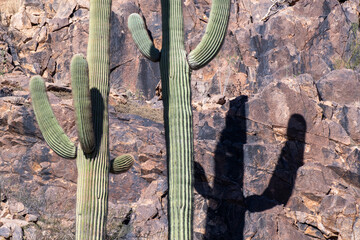 Saguaro cacti and their shadows on a canyon wall