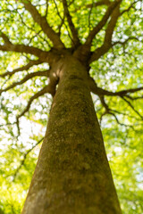 Fototapeta premium A set of upward-view photos capturing tree bark textures, tall trunks, and vibrant green leaves creating a lush canopy in a calm public park. Perfect for nature and background uses.