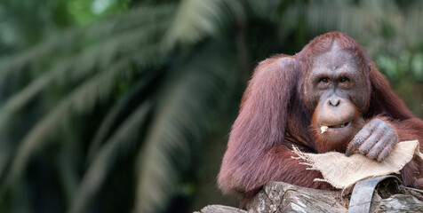 Orangutan resting on a log, surrounded by lush greenery, showcasing natural habitat and wildlife