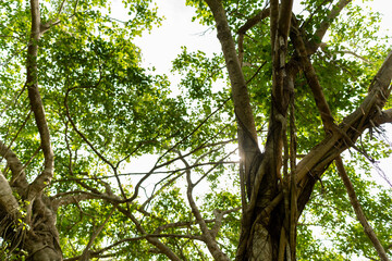A set of upward-view photos capturing tree bark textures, tall trunks, and vibrant green leaves creating a lush canopy in a calm public park. Perfect for nature and background uses.