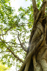 A set of upward-view photos capturing tree bark textures, tall trunks, and vibrant green leaves creating a lush canopy in a calm public park. Perfect for nature and background uses.