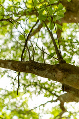 A set of upward-view photos capturing tree bark textures, tall trunks, and vibrant green leaves creating a lush canopy in a calm public park. Perfect for nature and background uses.