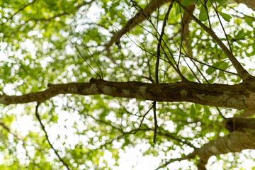 A set of upward-view photos capturing tree bark textures, tall trunks, and vibrant green leaves creating a lush canopy in a calm public park. Perfect for nature and background uses.