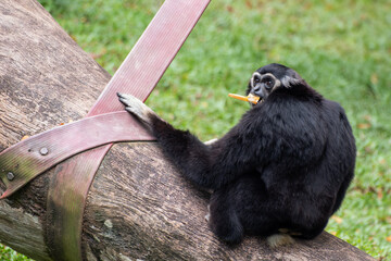 Black gibbon or Nomascus sitting on a tree trunk, holding onto a strap while eating. The primate looks back with an alert expression, surrounded by lush green grass