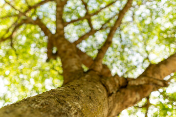 A set of upward-view photos capturing tree bark textures, tall trunks, and vibrant green leaves creating a lush canopy in a calm public park. Perfect for nature and background uses.