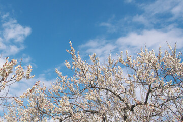 満開の白梅の花と爽やかな早春の青空
