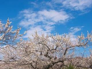 満開の白梅の花と爽やかな早春の青空