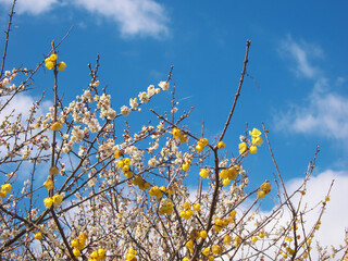 白い梅、黄色いソシンロウバイと爽やかな早春の青空の競演