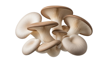 Delicate oyster mushrooms in a close-up against a clean white backdrop showcasing their delicate texture and form