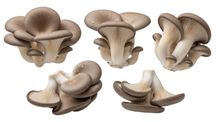 Oyster mushrooms collection on white background showing their unique shape and texture for culinary and scientific purposes