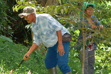 An elderly man in a cap and boots bends to use a hand tool clearing weeds around a young durian tree, while his wife stands behind the tree looking up at its leaves.