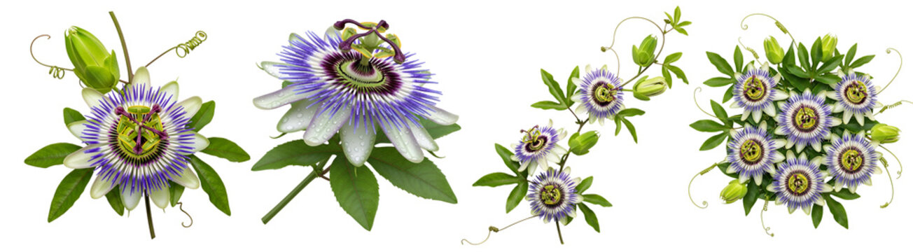 A collection of passion flowers with intricate details and vibrant colors against a plain backdrop view on transparent background