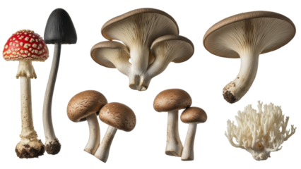 Diverse Fungi Collection: A Photographic Study of Various Mushroom Species Isolated on White Background