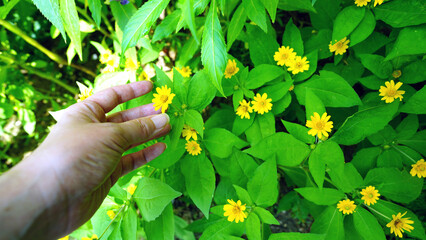 hand holding a flower,Hand Touching Melampodium Flowers in Garden