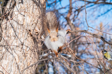 The squirrel sits on a branches without leaves in the winter or autumn