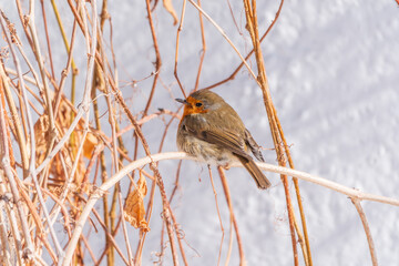 Cute bird the European Robin, Erithacus rubecula. sitting on the tree branch in winter.