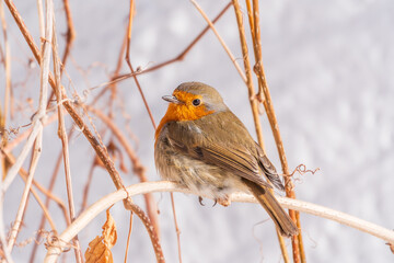 Cute bird the European Robin, Erithacus rubecula. sitting on the tree branch in winter.
