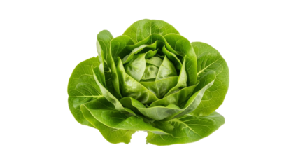 Crisp Heart of Romaine Lettuce Exhibiting Vibrant Green Hues and Freshness on a Plain Backdrop