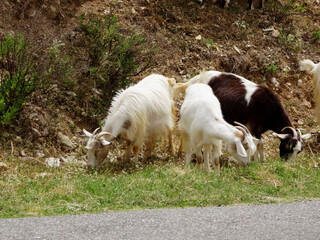 Gr&egrave;ce, troupeau de ch&egrave;vres au bord de la route