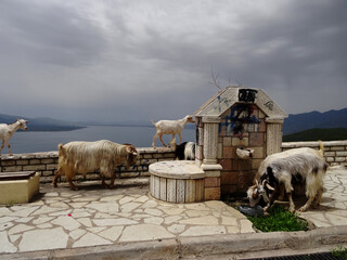 Gr&egrave;ce, troupeau de ch&egrave;vres au bord de la route