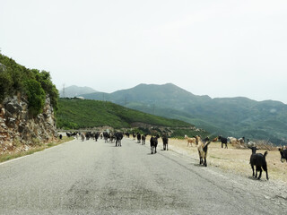 Gr&egrave;ce, troupeau de ch&egrave;vres au bord de la route
