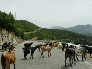 Gr&egrave;ce, troupeau de ch&egrave;vres au bord de la route