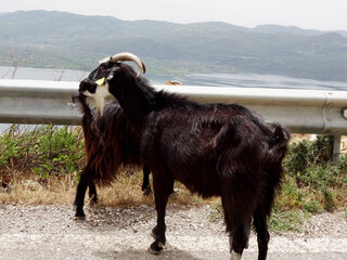 Gr&egrave;ce, troupeau de ch&egrave;vres au bord de la route