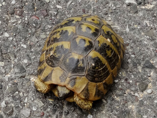Gr&egrave;ce, sauvetage d'une tortue traversant la route