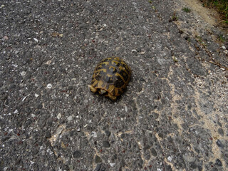 Gr&egrave;ce, sauvetage d'une tortue traversant la route