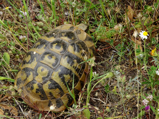 Gr&egrave;ce, sauvetage d'une tortue traversant la route