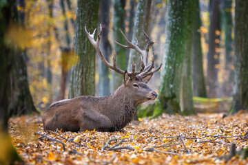 Majestic stag resting among autumn leaves in a peaceful forest setting during the evening