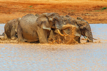 Elephant running in water on savannah in National park of Africa