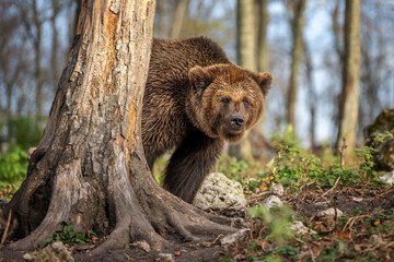 Grizzly bear emerges from the woods, showcasing its powerful presence in a tranquil forest setting during daylight