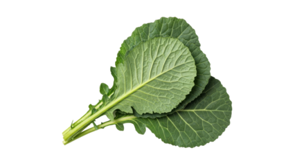 Freshly harvested collard greens on a pristine white backdrop showcasing their vibrant green hue and intricate leaf venation details ready for