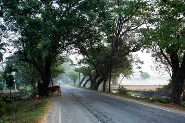 Fototapeta premium Early morning village road under lush green tree canopy forming a natural gateway