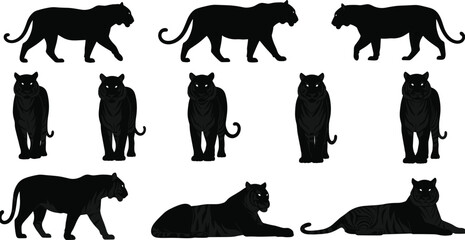 Endangered Wild Cat Predator Species in Roaring, Standing, and Walking Poses Flat Black Line Drawing Illustration.