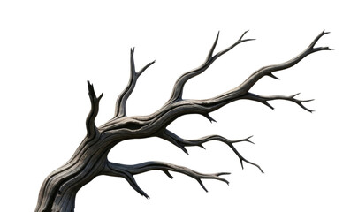 Fototapeta premium Gnarly dead tree branch transparent background cutout png