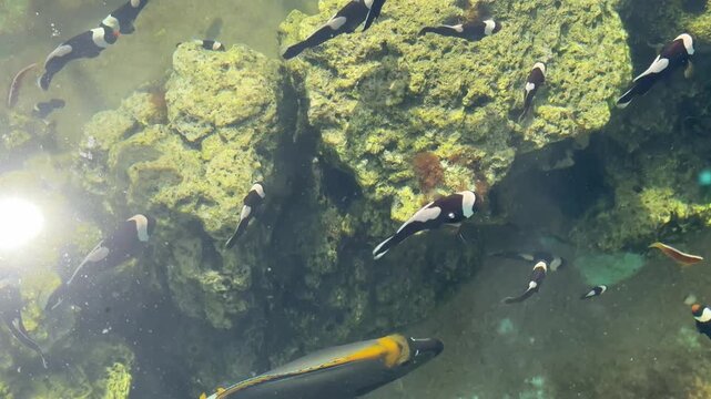 The colorful tiny sea fish are swimming in the fish tank.