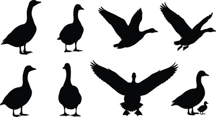 Wild Waterfowl Collection in Flight and Standing Poses for Nature, Hunting, and Fauna Design Illustration.