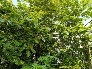 Dense green foliage of tropical trees and leaves against a blue sky. Looking up into a thick canopy of healthy, lush green forest leaves. Vibrant green teak tree leaves 