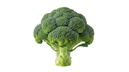 Nutritious broccoli floret displaying vibrant green color on a pristine white background, perfect for health-conscious visuals