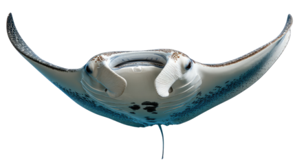 Oceanic Majesty: A mesmerizing manta ray gracefully glides through the ocean's depths, its majestic form and unique patterns showcased in this captivating underwater portrait.