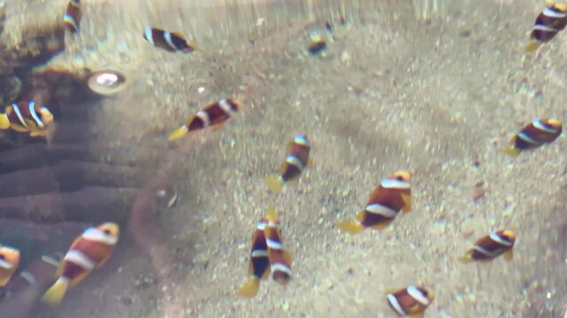 The colorful tiny sea fish are swimming in the fish tank.